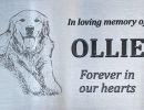 ollie